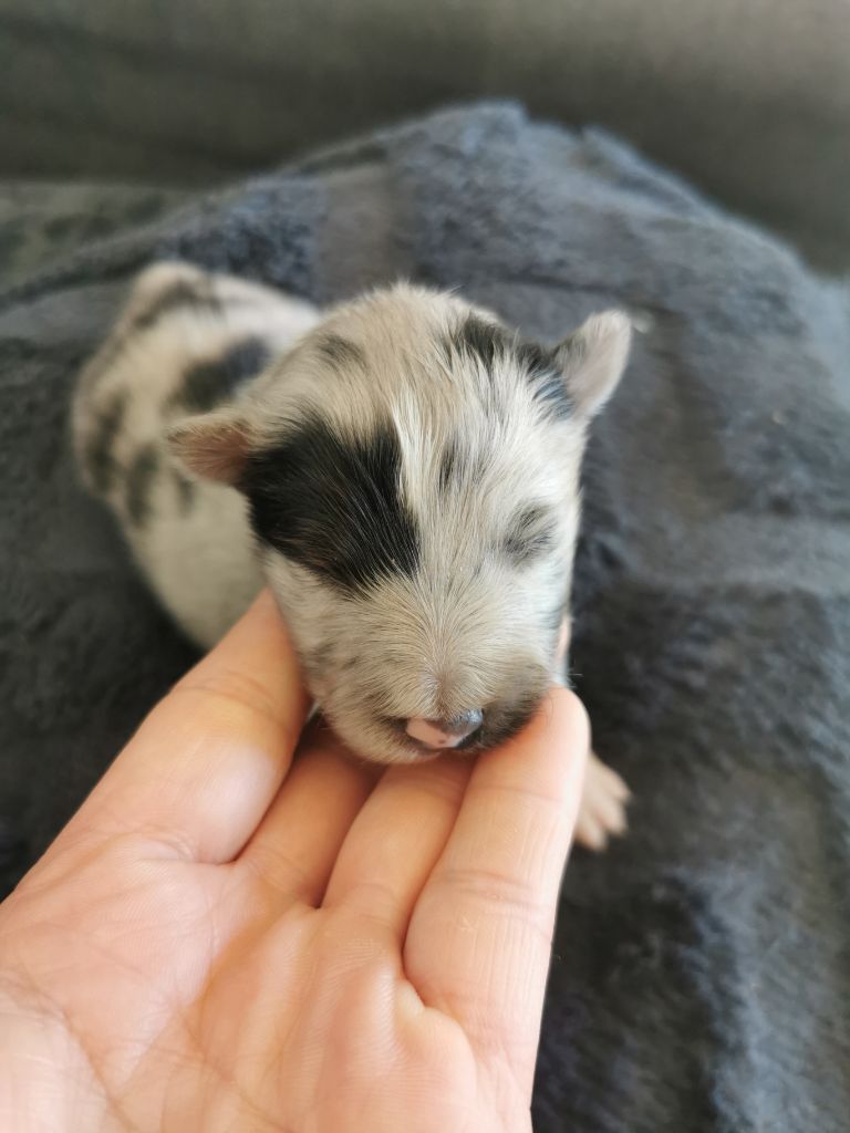 Des Shetland Des Pyrenees - Shetland Sheepdog - Portée née le 26/03/2023